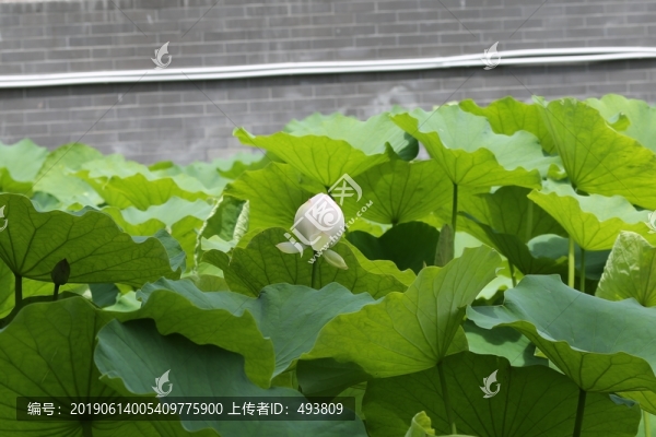 荷塘荷花