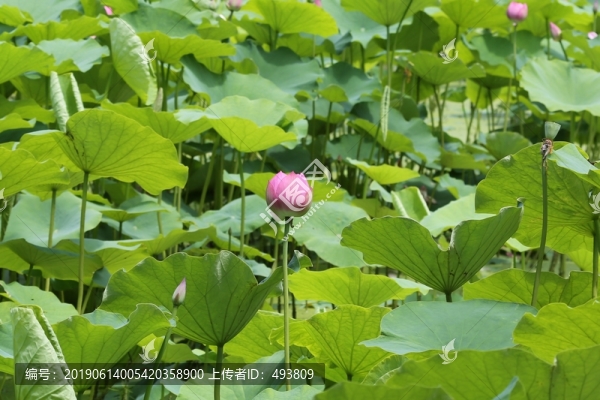 荷塘荷花