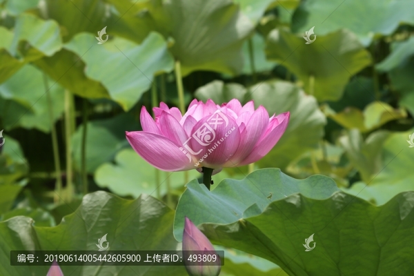 荷塘荷花
