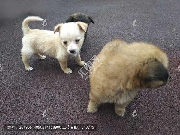動物小狗崽