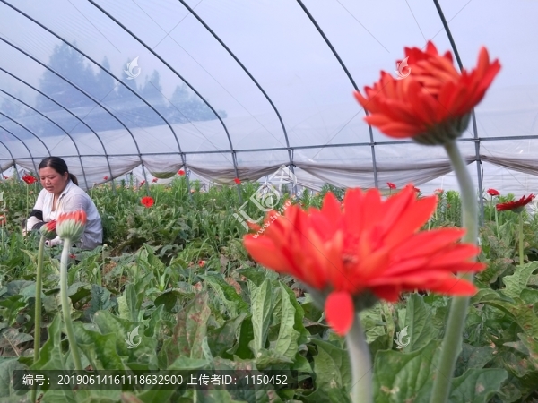 非洲菊