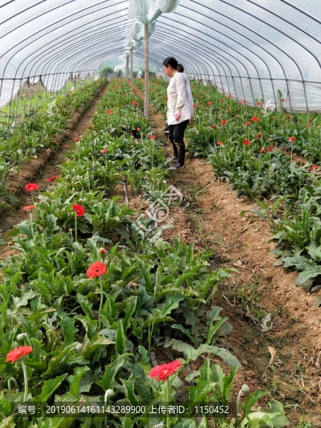 非洲菊