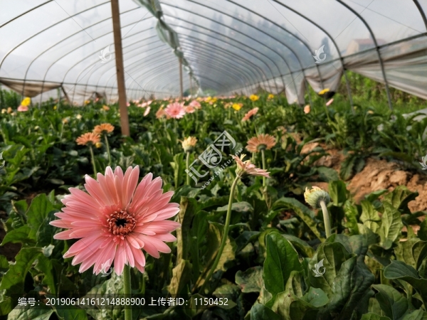 非洲菊