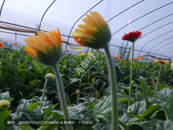 非洲菊