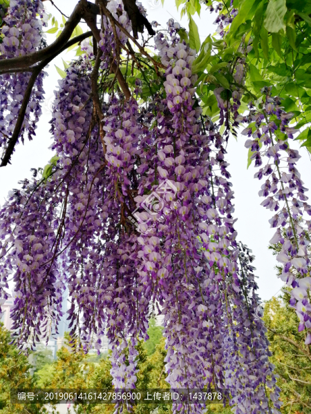 宛若長(zhǎng)發(fā)盛開的紫藤花