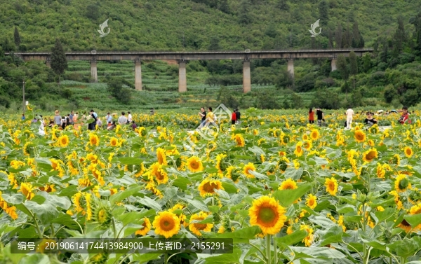 向日葵