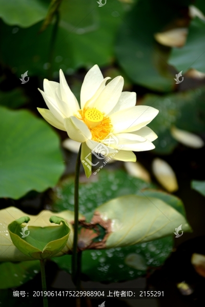 荷花