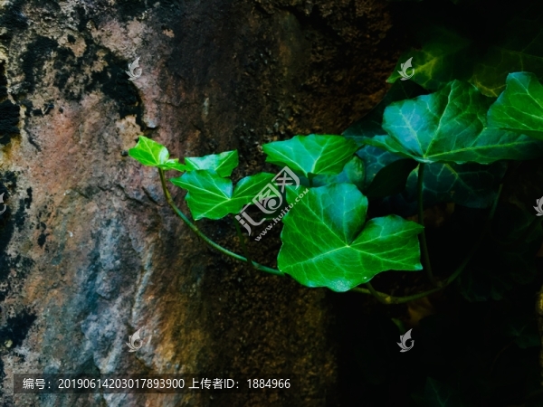 爬山虎