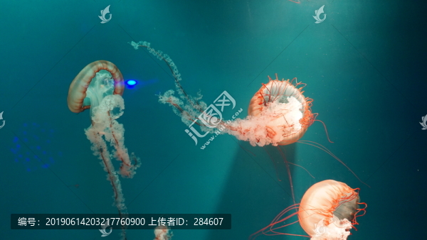 水母