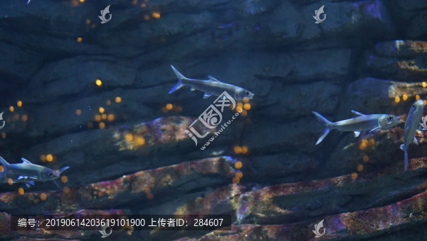 海魚