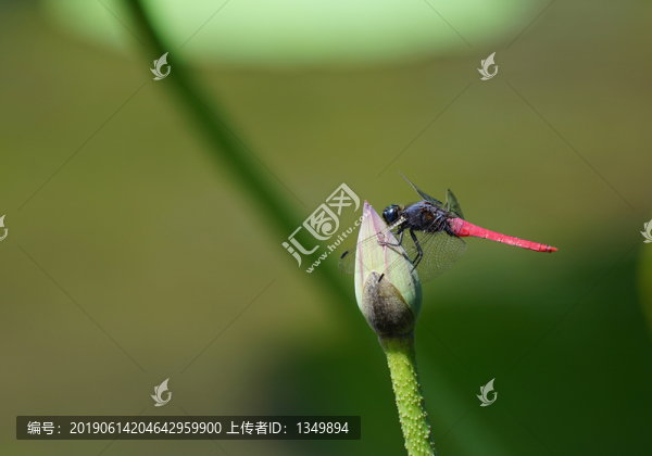 荷花蜻蜓
