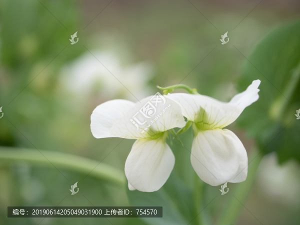 農(nóng)田里開著白花的豌豆