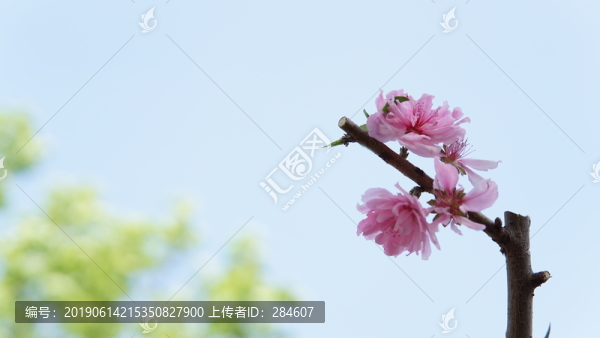 桃花枝