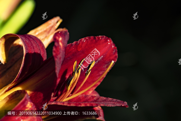 花蕊特寫
