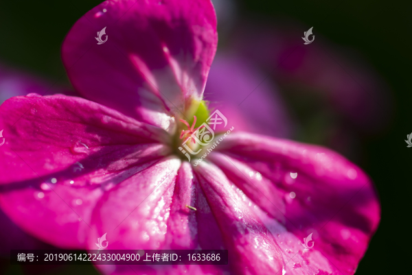 花蕊特寫