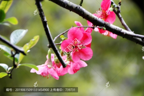 桃花源