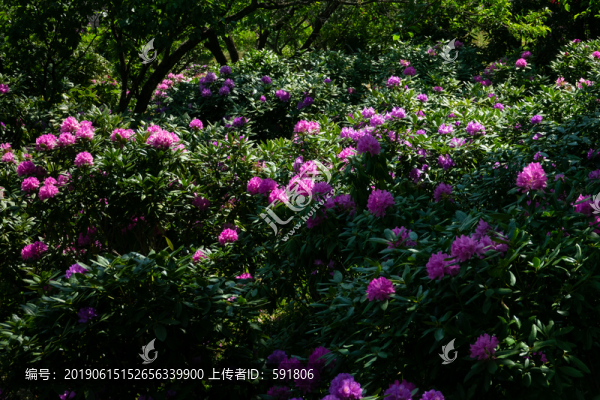 林下杜鵑花