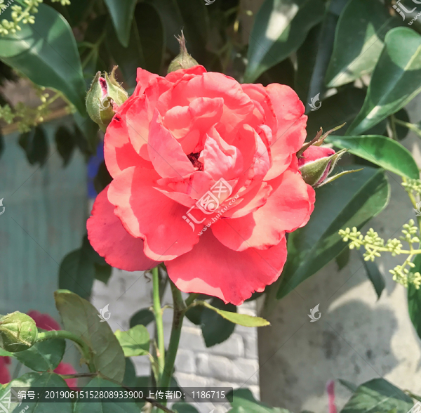 月季花