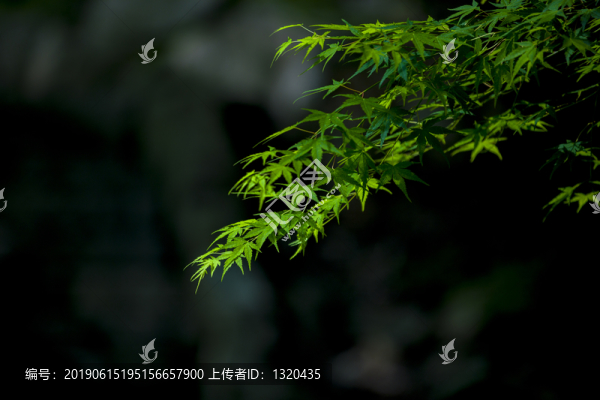 雞爪槭