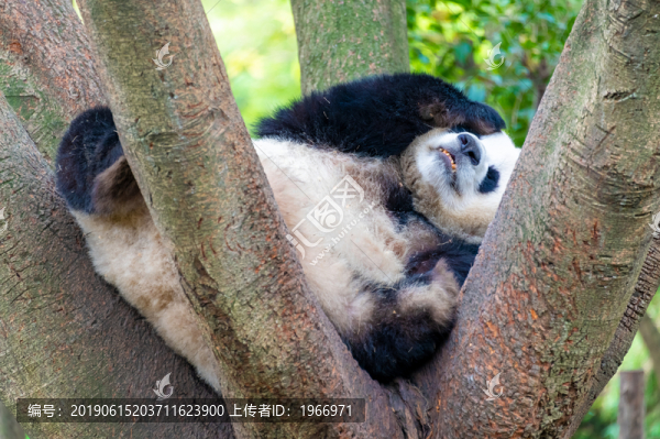 可愛(ài)的熊貓