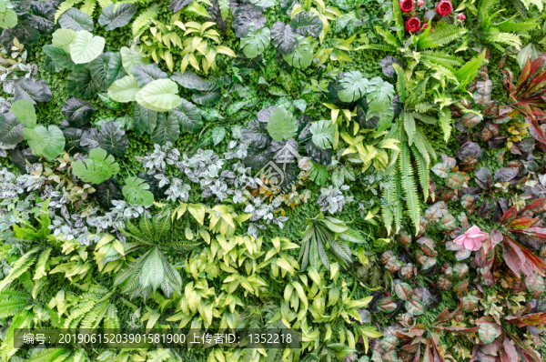 綠色植物墻