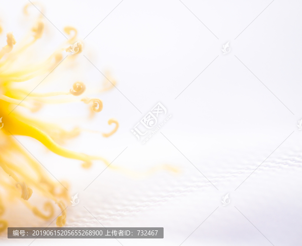 狐尾椰子花卉特寫