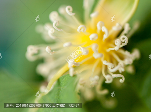 狐尾椰子花卉特寫