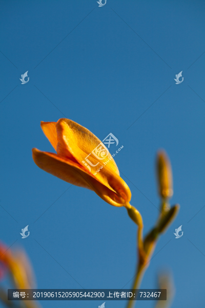 射干花卉特寫