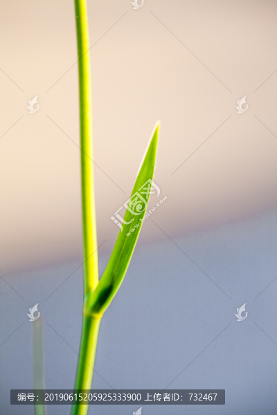 綠色花卉莖葉特寫