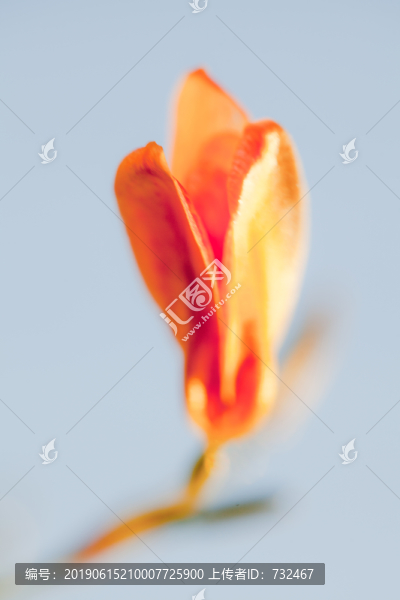 射干花卉特寫
