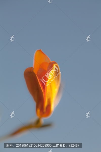 射干花卉特寫