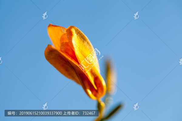 射干花卉特寫