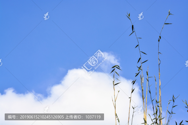 高清竹尖竹巔