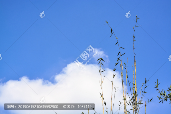 高清竹尖竹巔