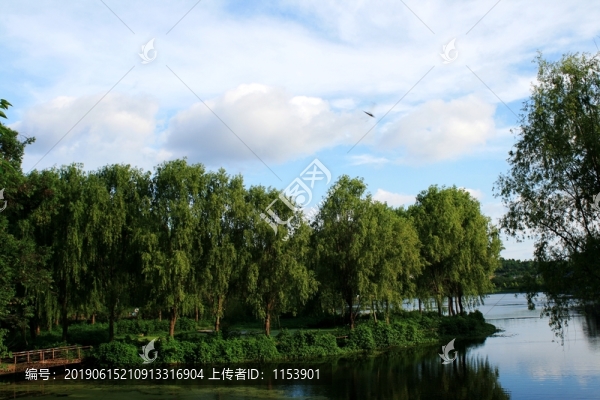 柳樹