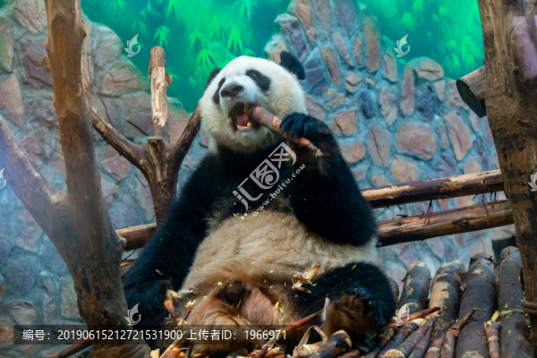 可愛的熊貓