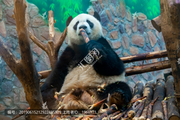 可愛(ài)的熊貓