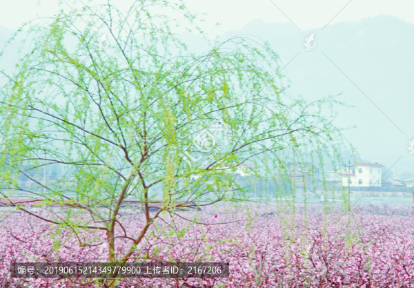 桃紅柳綠新農(nóng)村