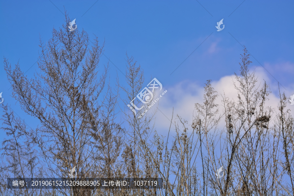 樹梢