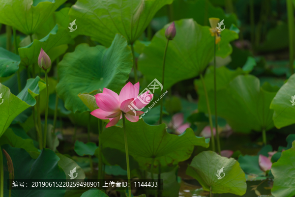 荷花