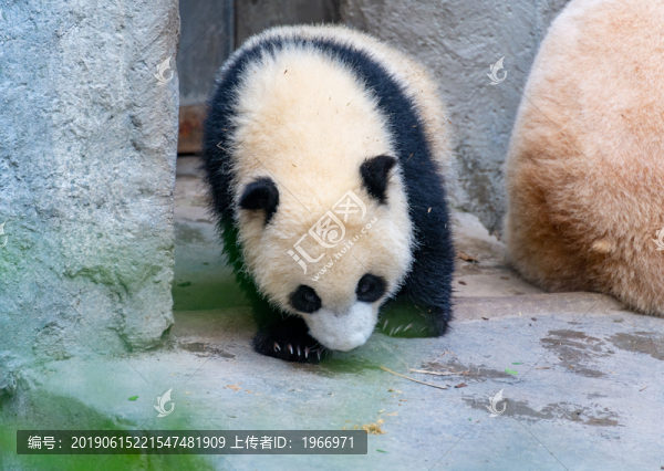 可愛(ài)的熊貓