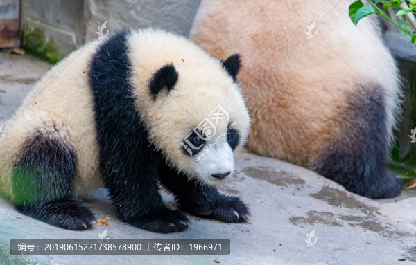 可愛(ài)的熊貓