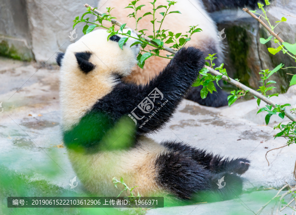 可愛的熊貓