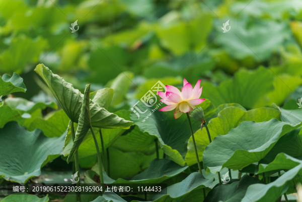 荷花