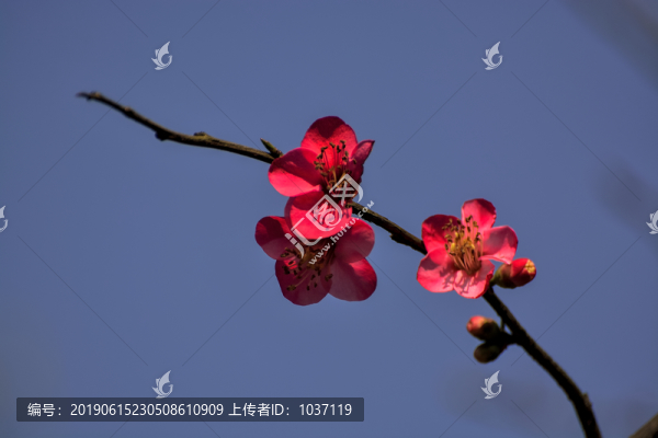 海棠花