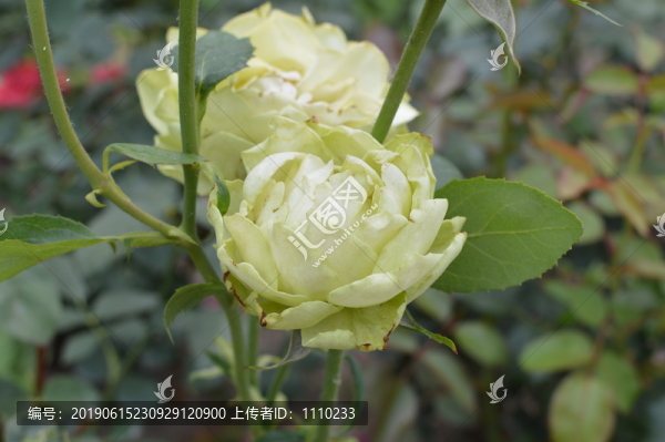 月季花
