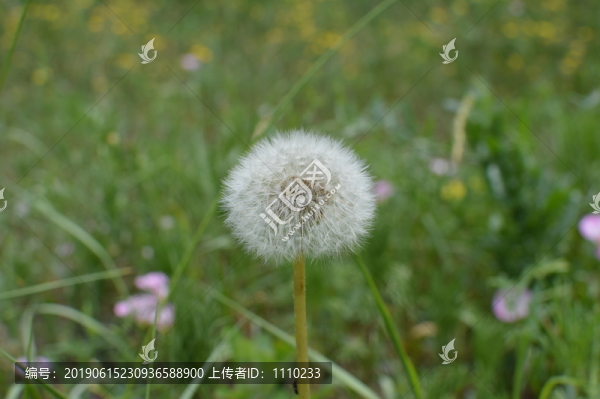 蒲公英
