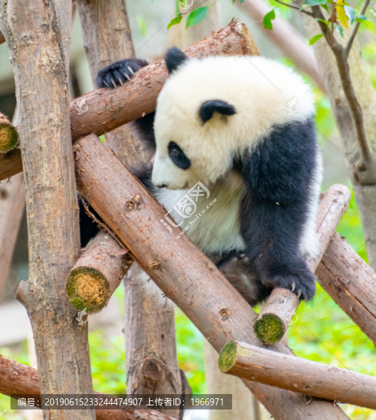 可愛的熊貓