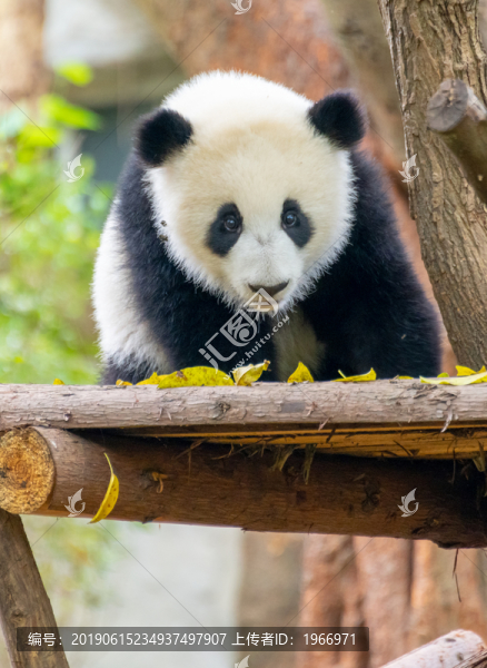 可愛(ài)的熊貓