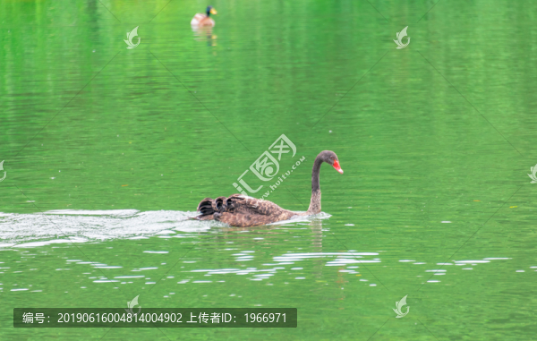 湖面的黑天鵝